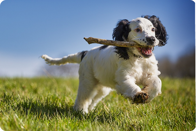 vitamíny pro psy 1 1